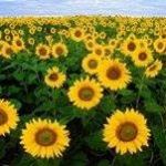 Profile Picture of Joann Tsai (@joann.tsai.58) on Instagram