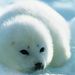 Profile Picture of Thomas Bissonnette (@thomasbissonnette5) on Pinterest
