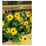 Profile Picture of Blake Tapley (@aspcentsomber) on Instagram