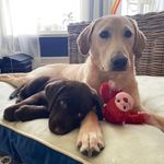 Profile Picture of Bubba & Dixie Hage (@bubba_and_dixie_hage) on Instagram