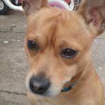 Profile Picture of jae jarvis (@bellathepitbull20) on Instagram