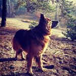 Profile Picture of Tina German Shepherd (@tina_german_shepherd) on Instagram