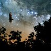 Profile Picture of Tony Boucher (@cdnborne) on Youtube