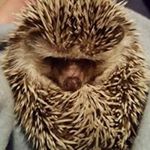 Profile Picture of amanda (@autonomy7) on Instagram