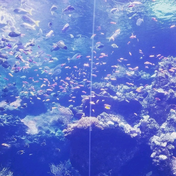 Profile Picture of Linda Vindiola (@ldvindiola) on Poshmark