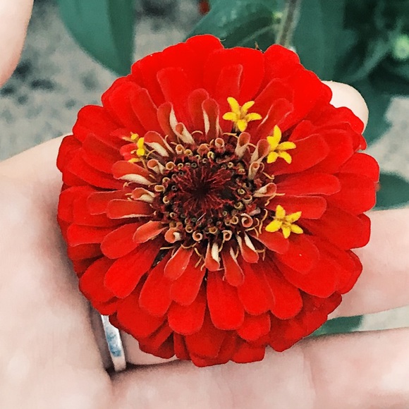 Profile Picture of Rebecca Schneider (@beccaschn) on Poshmark