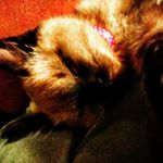 Profile Picture of troy (@troyhodge22) on Instagram