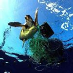 Profile Picture of Craig Perrigo (@divetomakeadifference) on Instagram