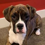 Profile Picture of Jesse Diamond D (@the_boxer_jesse) on Instagram