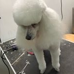 Jesse’s Pet Grooming - Instagram Profile Picture of Jesse’s Pet Grooming (@jessespetgrooming) on Instagram