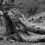 Profile Picture of Lupe Hernandez (@luphez1) on Flickr