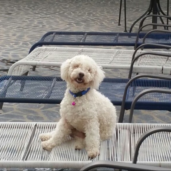 Profile Picture of Alexa Valle (@alexavallee) on Poshmark