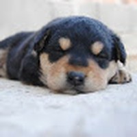 Profile Picture of Lily Cho (@lily-cho-24) on Quora