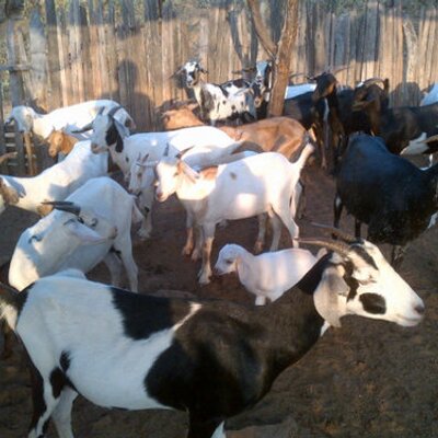 Profile Picture of Bartolo  Campos (@cerronegro22) on Twitter