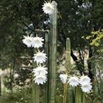 Profile Picture of Aaron Latham-Ilari (@azt3k) on Instagram