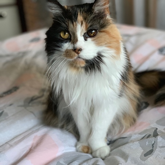 Profile Picture of Lori Atkinson (@ladallas109) on Poshmark