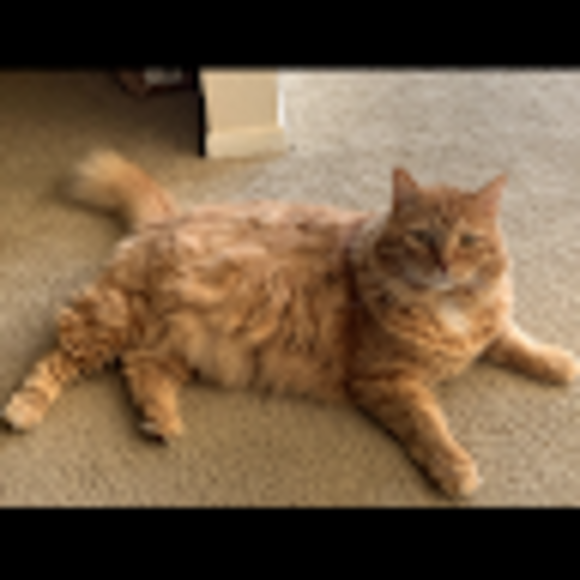 Profile Picture of Patricia Stubbs (@pstubbs35) on Poshmark