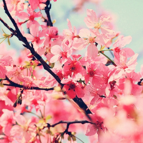 Profile Picture of Madi Bourquein (@madi_41028) on Poshmark