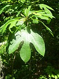 Profile Picture of Sassafras albidumon Wikipedia