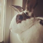 Profile Picture of David Leiendecker (@tier.house) on Instagram