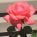 Profile Picture of Lois Knutson (@lois.knutson.92) on Facebook
