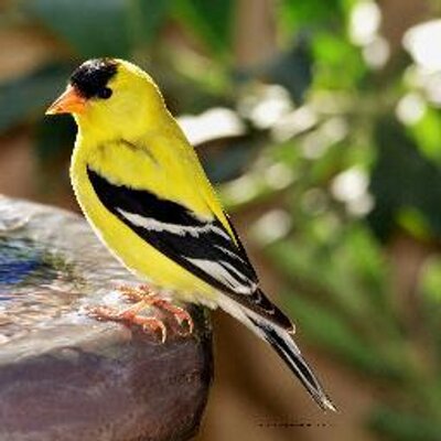 Jean Mary Kohut - Twitter Profile Picture of Jean Mary Kohut (@JeanMary66) on Twitter