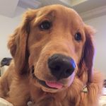 Profile Picture of Owen & Doug - Golden Brothers (@owenthegolden) on Instagram