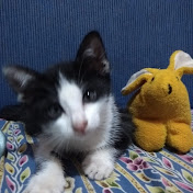 Jeremy Valentino - Youtube Profile Picture of Jeremy Valentino (@Valentinojeremy110) on Youtube