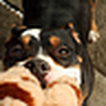 Profile Picture of k-Koira (@k-Koira) on Flickr