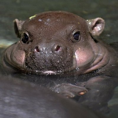 Profile Picture of Allen Phillips (@AllenPhillips21) on Twitter