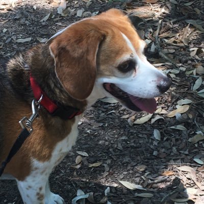 Profile Picture of Matthew Harner (@mlh32172) on Twitter