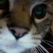 Robert Rhodes - Youtube Profile Picture of Robert Rhodes (@meatball2000) on Youtube