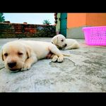 Profile Picture of devil.doller.love (@devil.doller.love) on Instagram