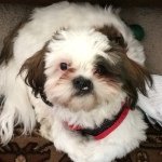 Profile Picture of Savannah (@wildstyle_savannah) on Instagram