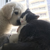 Derrick Huang - Youtube Profile Picture of Derrick Huang (@derrickhuang8342) on Youtube