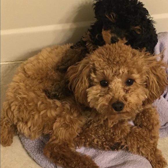 Profile Picture of Tasha Roalson (@rollie42) on Poshmark