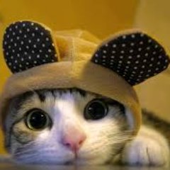 Profile Picture of Hui Qi Yong (@HQ_kitty) on Twitter