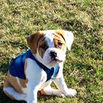 Profile Picture of ANDREW FORMAN (@bellabeabullandcompany) on Instagram