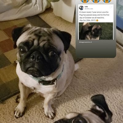 Profile Picture of Steven Woll (@WollSteven) on Twitter
