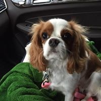 Profile Picture of Debbie Delduchetto (@debbie-delduchetto) on Quora