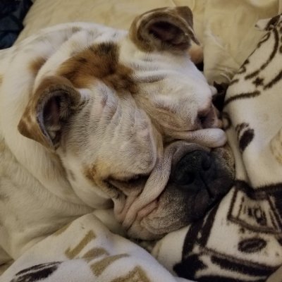 Profile Picture of Sara Wurst (@CrystalFire1234) on Twitter