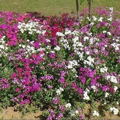 Profile Picture of Surinder Sekhon (@SurinderSekhon7) on Twitter