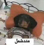 Profile Picture of Shahd Yeaser (@Shahd-Yeaser) on Facebook