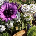 Profile Picture of Joetta Goethals (@joetta.goethals) on Facebook