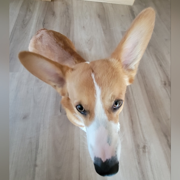 Profile Picture of Hazel Hawk (@premiumposher2) on Poshmark