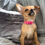 Profile Picture of Cleo Thomas (@cleothechihuahua__) on Instagram