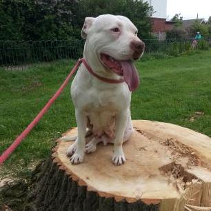 Profile Picture of Liam Kerr (@liamkerr20) on Twitter