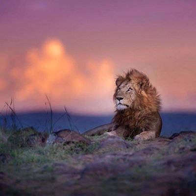 Profile Picture of Hannibal Simba (@hannibalsimba) on Twitter