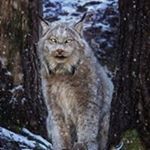 Profile Picture of Guy Seguinot (@seguinotguy) on Instagram