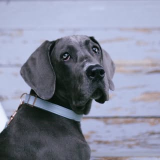 Profile Picture of Meriweather Smallbone (@greatdanesmallbone) on Instagram